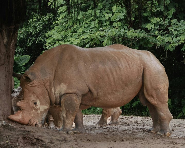 global wildlife conservation alert